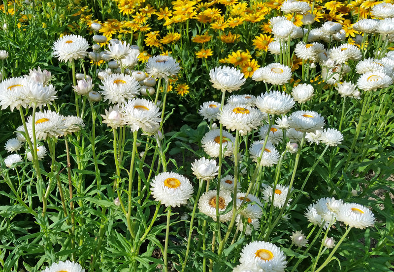 White Strawflower Seeds online shopping