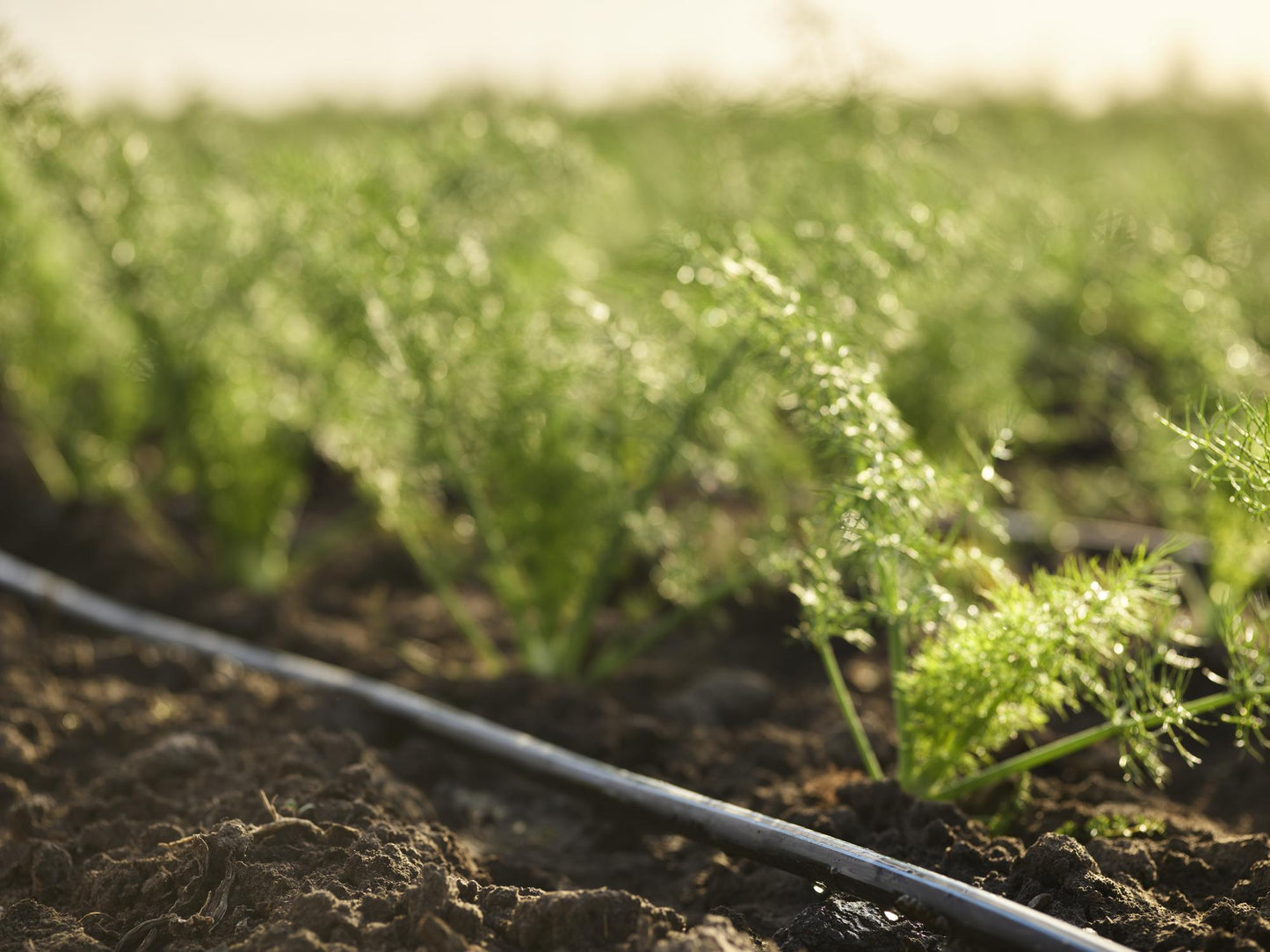 Toro Aqua Traxx Azul® Clog Resistant Drip Tape 0.27 gph, 15 cm Emitter Spacing