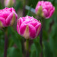 Vogue Tulip Bulbs