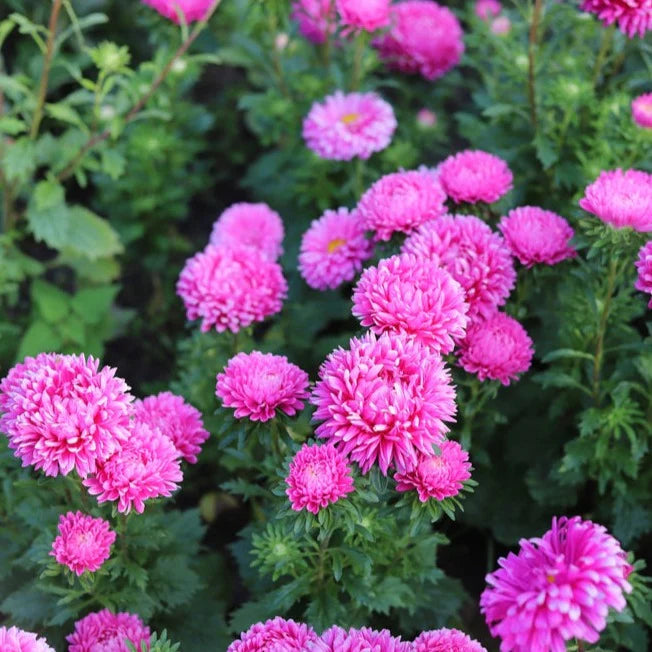 King Size Pink China Asters Seeds online shopping