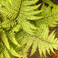 Athyrium Otophorum ‘Limelight’ Lady Fern