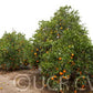 Atwood Navel Orange Budwood citrus plant material online shopping
