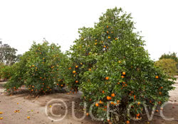 Atwood Navel Orange Budwood citrus plant material online shopping