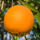 Atwood Navel Orange Budwood citrus plant material online shopping
