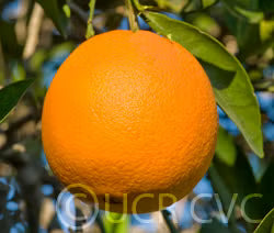Atwood Navel Orange Budwood citrus plant material online shopping