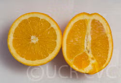 Atwood Navel Orange Budwood citrus plant material online shopping