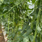 Noodle King Pole Bean Seeds online shopping