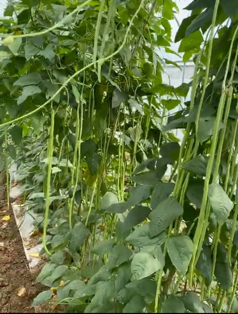 Noodle King Pole Bean Seeds online shopping