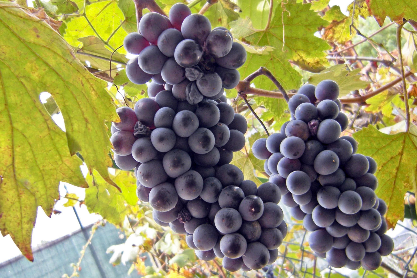 Fredonia Table Grape Vine