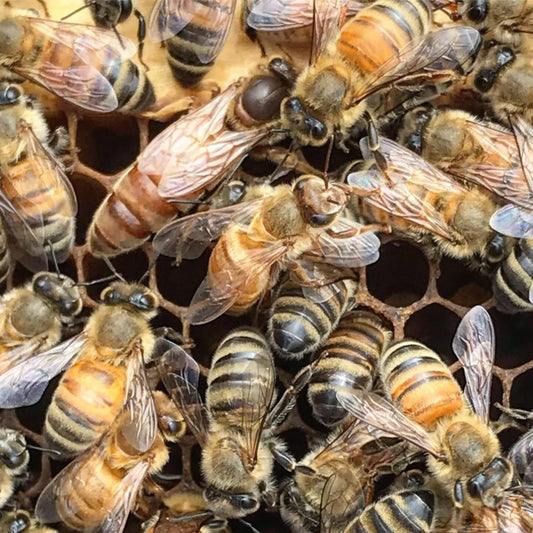 Italian Honey Bee Queen