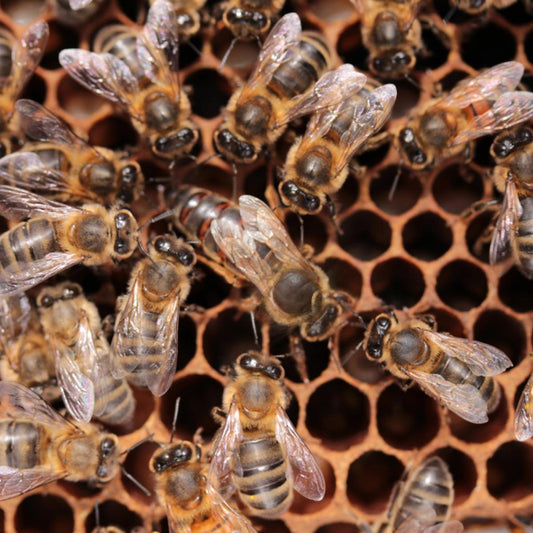 Carniolan Honey Bee Queen