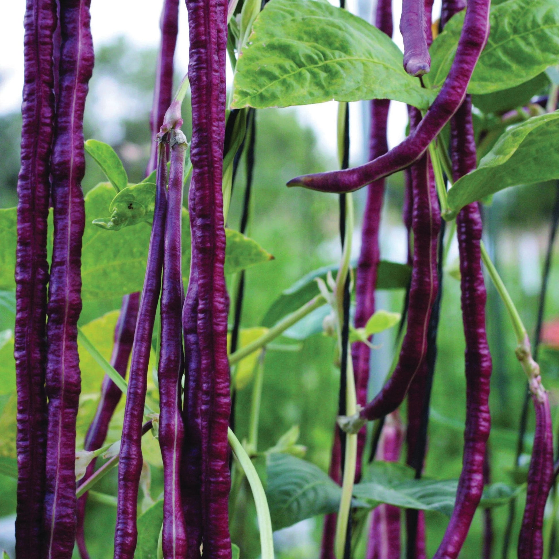 Red Noodle Bean Seeds online shopping
