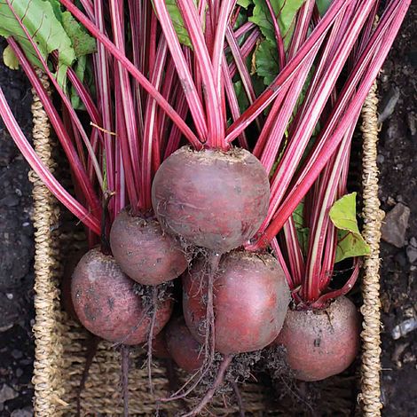 Red Ace F1 Beet Seeds online shopping