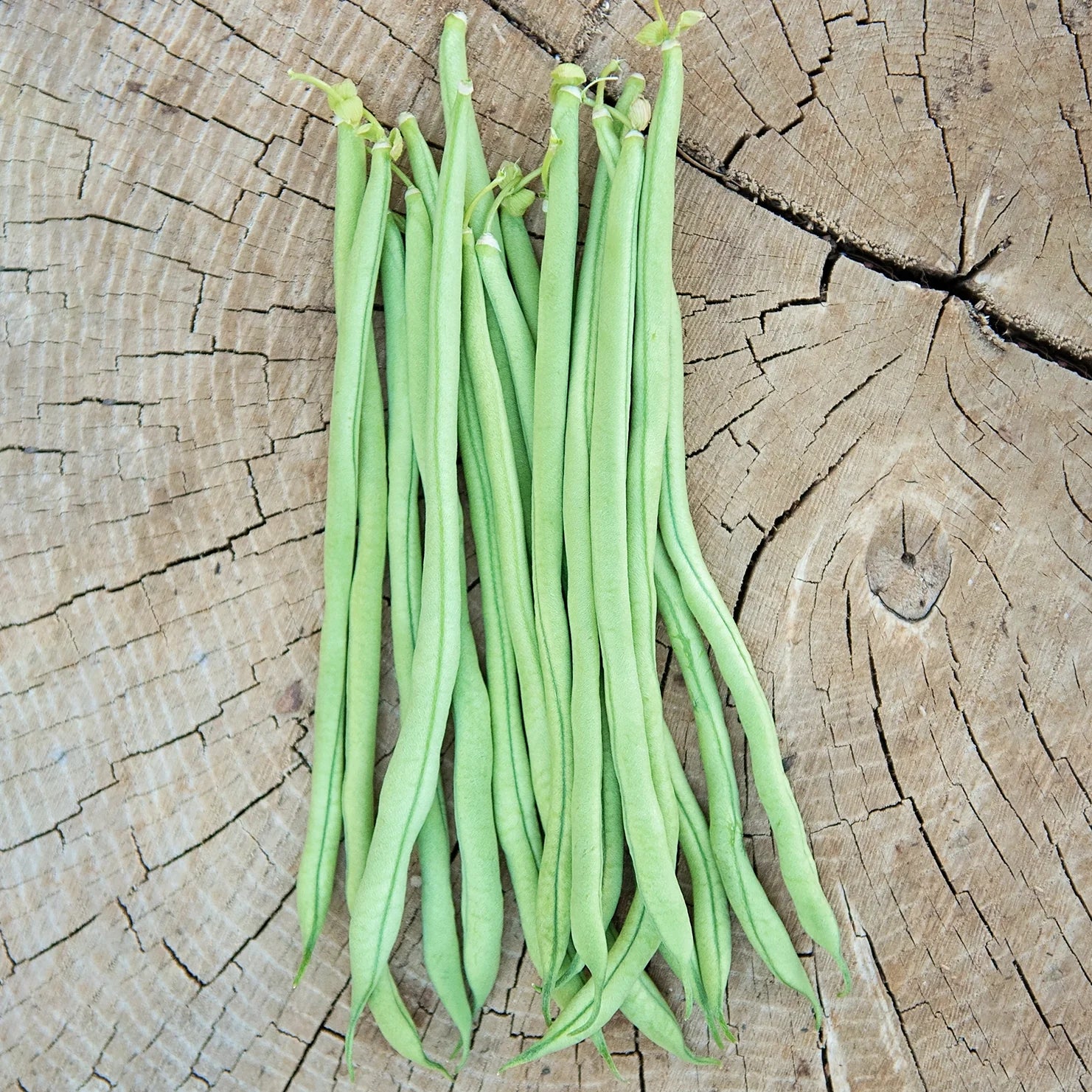 Fortex Pole Bean Seeds online shopping