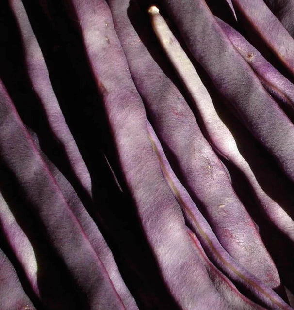 Purple Peacock Pole Bean Seeds online shopping