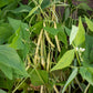 Caspian Bush Bean Seeds online shopping