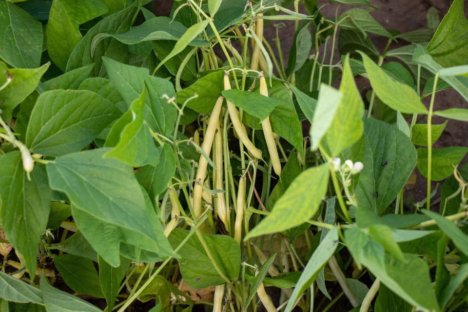 Caspian Bush Bean Seeds online shopping