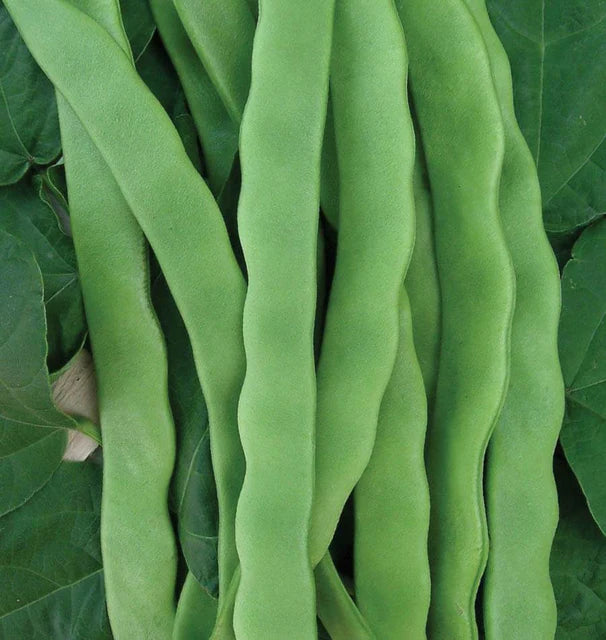 Hilda Pole Bean Seeds online shopping