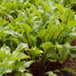Early Wonder Tall Top Beet Seeds online shopping