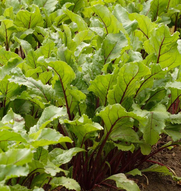 Early Wonder Tall Top Beet Seeds online shopping