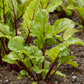 Merlin F1 Organic Beet Seeds online shopping