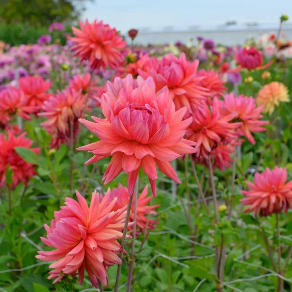 Rainbow Silence Dahlia
