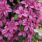 Barbara Dibley Clematis Vine