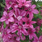 Barbara Dibley Clematis Vine