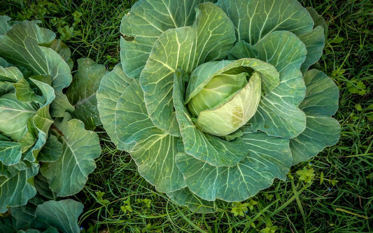 Stonehead Hybrid Green Cabbage