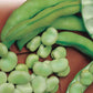 Windsor Broad Bean Seeds online shopping