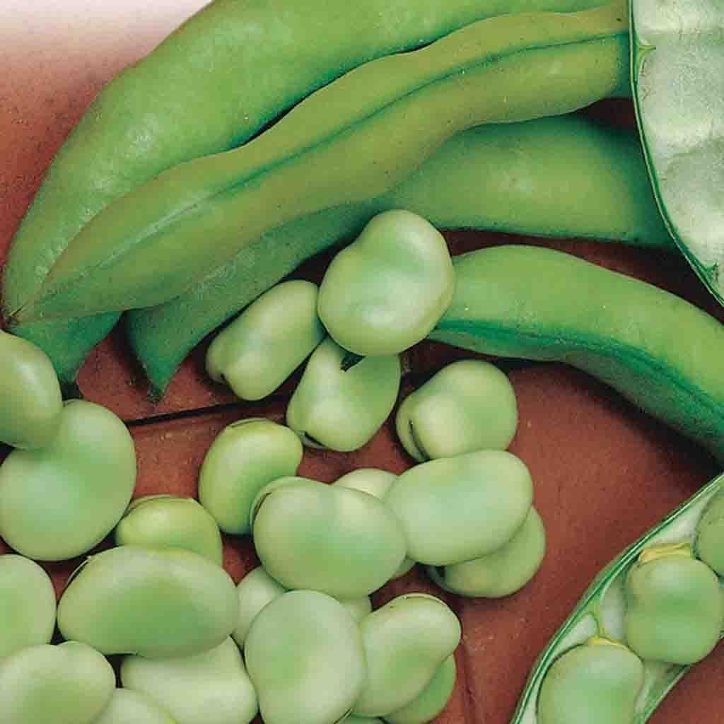 Windsor Broad Bean Seeds online shopping