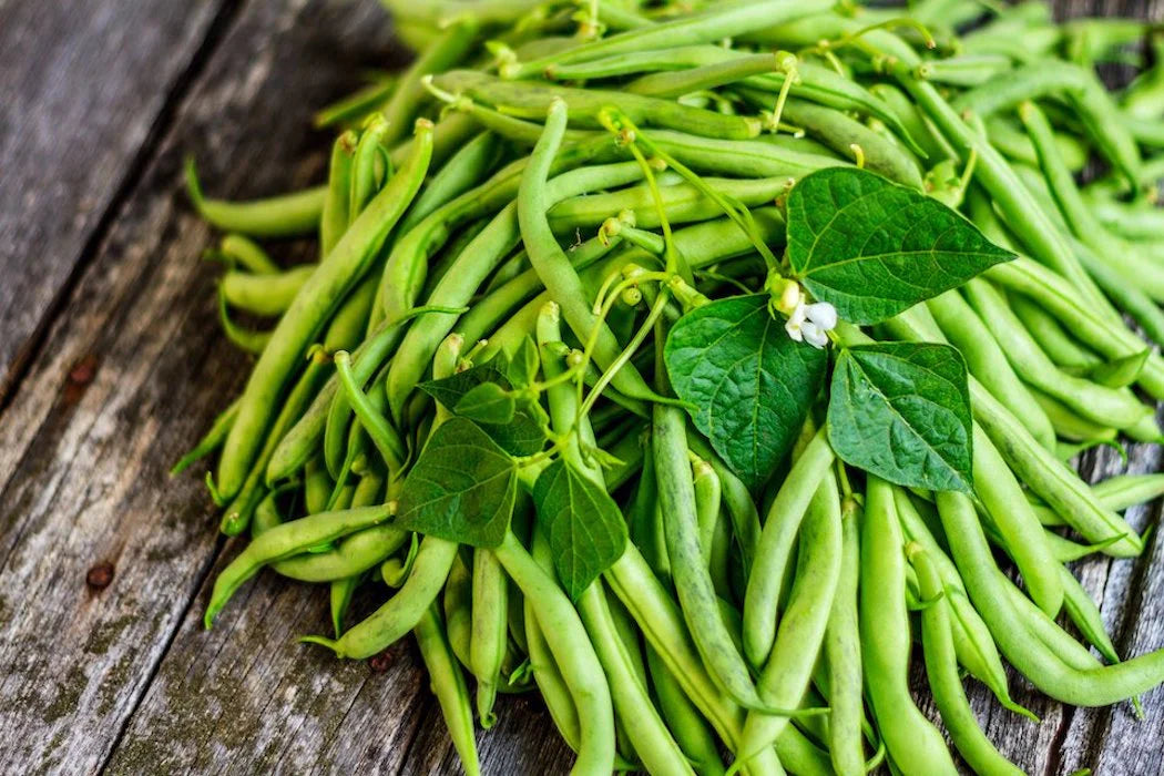 Kentucky Wonder Brown Bean Seeds online shopping