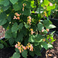 Sunset Runner Bean Seeds online shopping