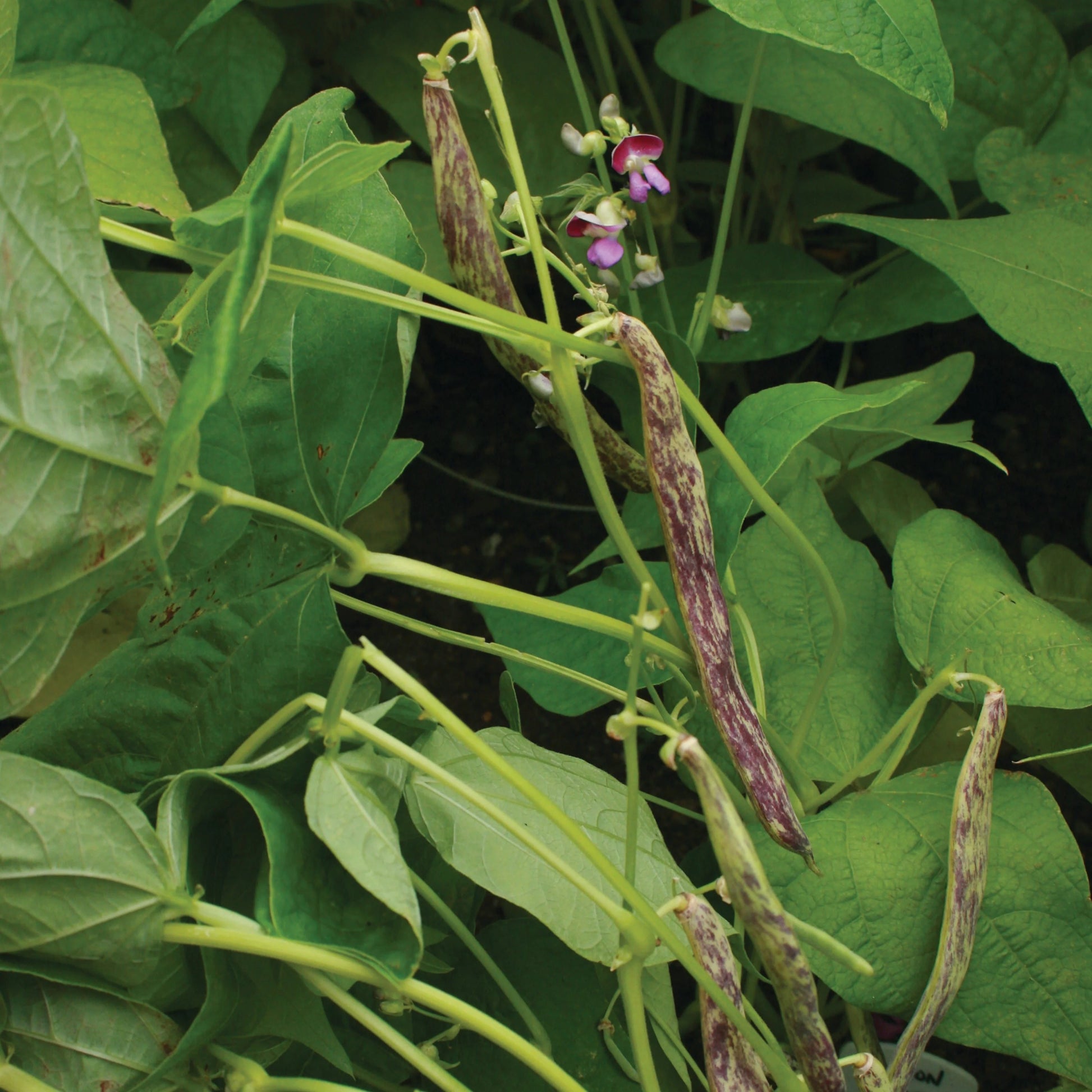 Dragon Tongue Drying Bean Seeds online shopping