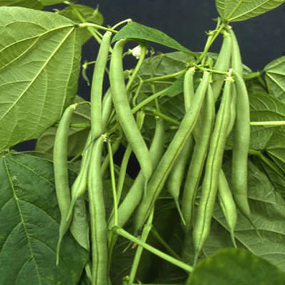 Derby Bush Bean Seeds online shopping