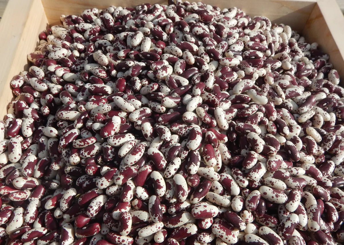 Jacob's Cattle Drying Bean Seeds online shopping