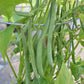 Jade Bush Bean Seeds online shopping