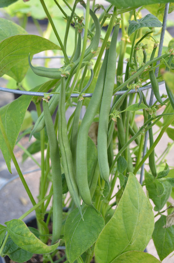 Jade Bush Bean Seeds online shopping