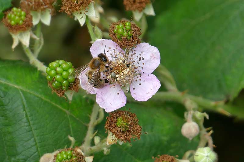 Hardy Black Blackberry