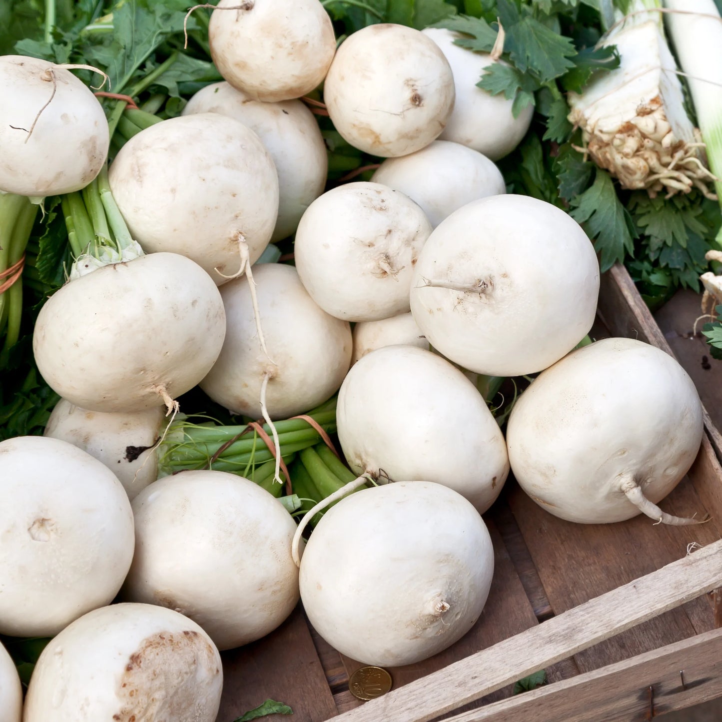 Avalanche Beet Seeds online shopping