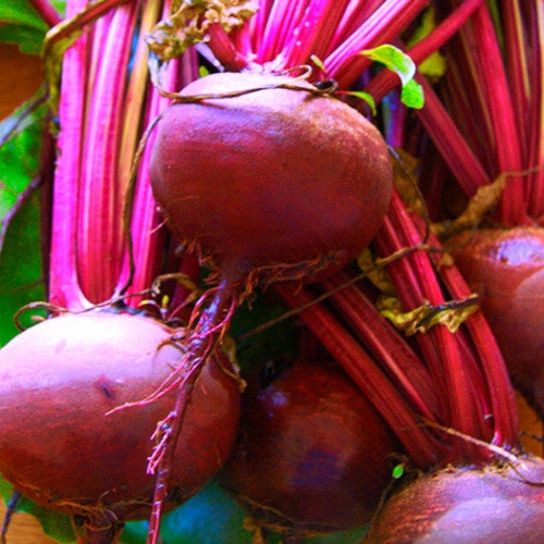 Red Atlas F1 Beet Seeds online shopping