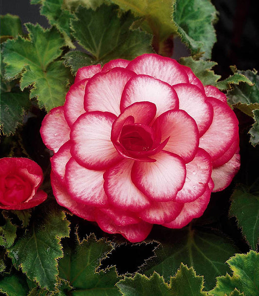 Bouton De Rose Begonia