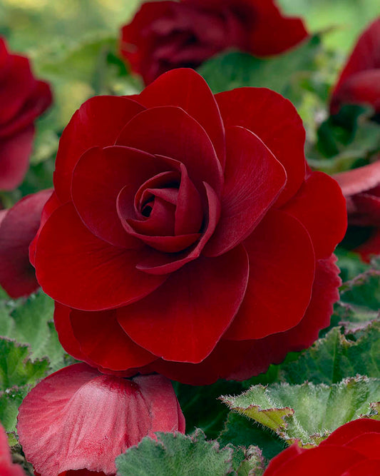 Red Double Camellia Begonia