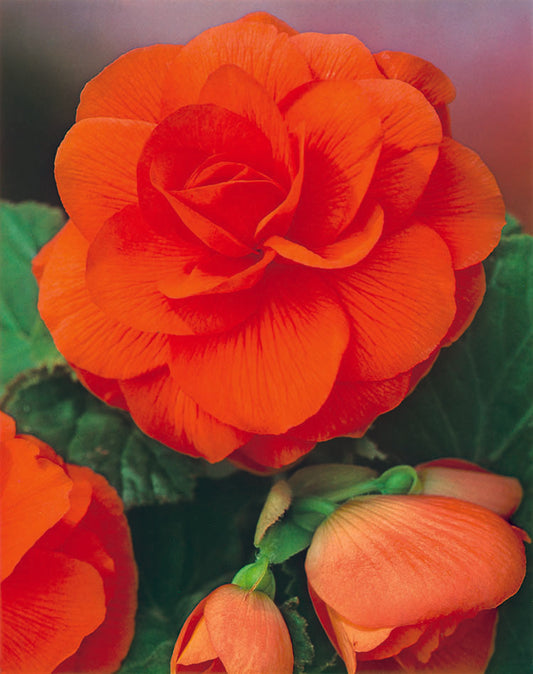 Orange Double Camellia Begonia