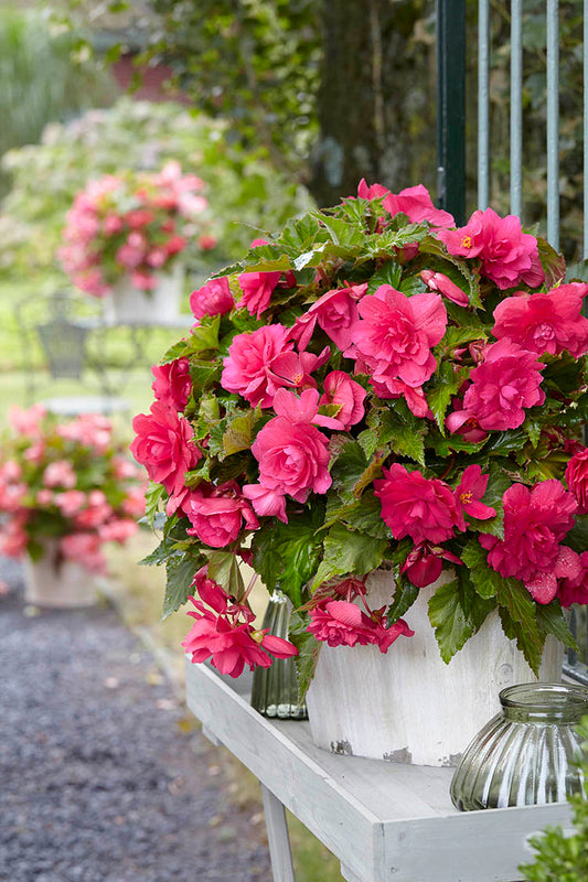 Pink Giant Double Pendula Begonia