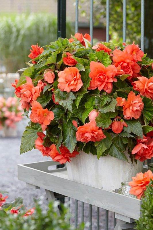 Apricot Giant Double Pendula Begonia