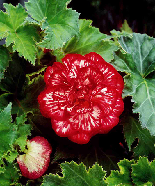 Marmorata Begonia