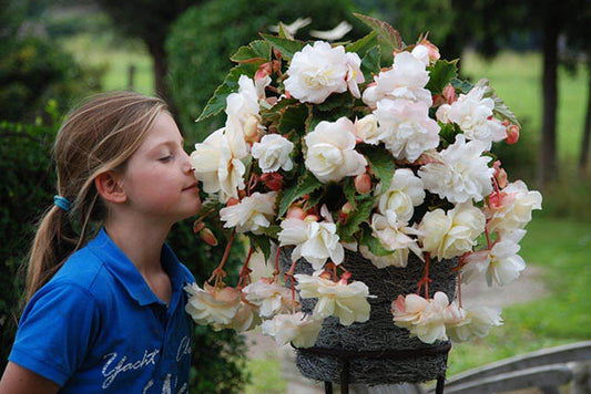 Angelique Begonia