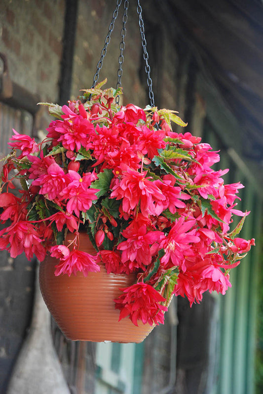 Pink Pendula Begonia