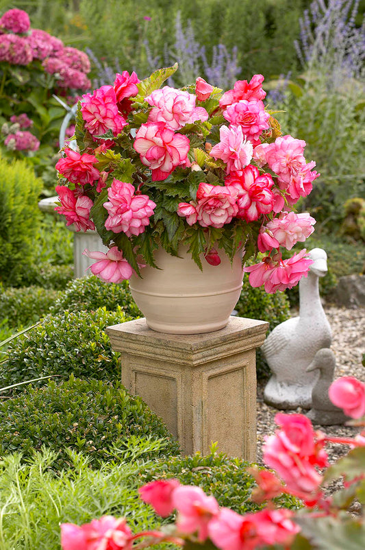 Pink Wave Begonia